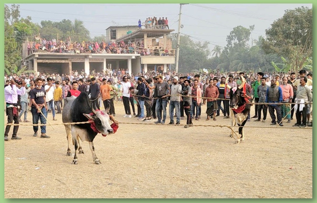 গরুর রশি ছেঁড়া প্রতিযোগিতা